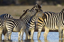 Zebra (Equus sp) foal nuzzing parent water hole, Nxai Pan National Park, Botswana