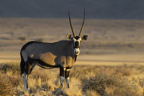 Oryx (Oryx gazella) male, Namib Desert, Namibia
