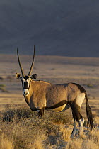 Oryx (Oryx gazella) male, Namib Desert, Namibia