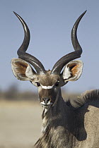 Greater Kudu (Tragelaphus strepsiceros) adolescent male, Botswana