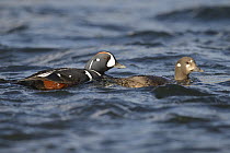 Harlequin Duck (Histrionicus histrionicus) pair swimming, River Laxa, Skaftafell National Park, Iceland