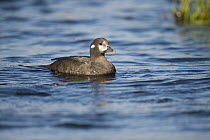 Harlequin Duck (Histrionicus histrionicus) female, River Laxa, Skaftafell National Park, Iceland