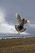 Arctic Skua (Stercorarius parasiticus) dark morph flying, Flatanger, Norway