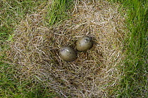 Great Skua (Catharacta skua) pair of eggs in ground nest, Skaftafell National Park, Iceland