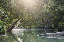 River in rainforest habitat, Ujung Kulon National Park, Indonesia