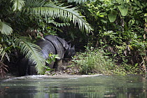 Javan Rhinoceros (Rhinoceros sondaicus), emerging from river, Ujung Kulon National Park, Indonesia
