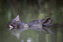Javan Rhinoceros (Rhinoceros sondaicus) in river, Ujung Kulon National Park, Indonesia
