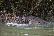 Javan Rhinoceros (Rhinoceros sondaicus) emerging from river, Ujung Kulon National Park, Indonesia