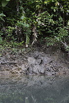 Javan Rhinoceros (Rhinoceros sondaicus) foot prints on river bank, Ujung Kulon National Park, Indonesia