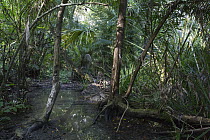 Forest floor, Ujung Kulon National Park, Indonesia