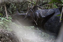 Javan Rhinoceros (Rhinoceros sondaicus) in forest, Ujung Kulon National Park, Indonesia