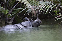 Javan Rhinoceros (Rhinoceros sondaicus) in river, Ujung Kulon National Park, Indonesia