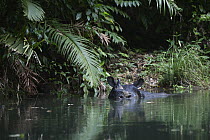 Javan Rhinoceros (Rhinoceros sondaicus), in river, Ujung Kulon National Park, Indonesia