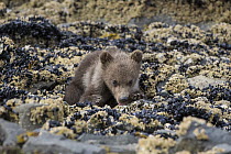 Brown Bear (Ursus arctos), cub laying on barnacles and mussels, Katmai National Park, Alaska