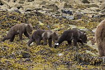 Brown Bear (Ursus arctos) cubs foraging for clams, one carrying shell, Katmai National Park, Alaska