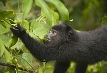 Mexican Black Howler Monkey (Alouatta pigra) sub-adult female feeding on leaves, Community Baboon Sanctuary, Belize