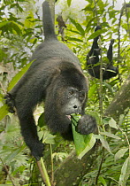 Mexican Black Howler Monkey (Alouatta pigra) feeding on leaves, Community Baboon Sanctuary, Belize