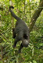 Mexican Black Howler Monkey (Alouatta pigra) in tree, Community Baboon Sanctuary, Belize