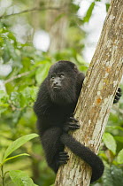 Mexican Black Howler Monkey (Alouatta pigra) in tree, Community Baboon Sanctuary, Belize