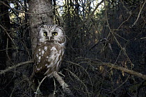 Boreal Owl (Aegolius funereus) in tree, Alaska