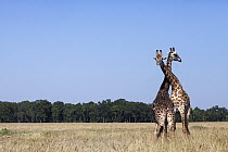 Masai Giraffe (Giraffa tippelskirchi) males necking, Masai Mara, Kenya