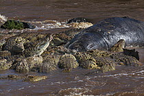 Nile Crocodile (Crocodylus niloticus) group feeding on Hippopotamus (Hippopotamus amphibius) carcass, Masai Mara, Kenya