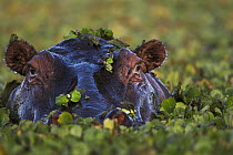 Hippopotamus (Hippopotamus amphibius) in Common Water Hyacinth (Eichhornia crassipes), Masai Mara, Kenya