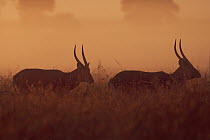 Defassa Waterbuck (Kobus ellipsiprymnus defassa) males at sunrise, Masai Mara, Kenya