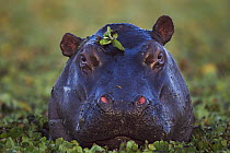 Hippopotamus (Hippopotamus amphibius) in Common Water Hyacinth (Eichhornia crassipes), Masai Mara, Kenya