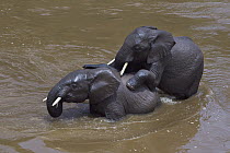 African Elephant (Loxodonta africana) pair playing in river, Mara River, Masai Mara, Kenya