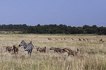 Burchell's Zebra (Equus burchellii) male which has an injury is hunted by a Spotted Hyena (Crocuta crocuta) pack, Masai Mara, Kenya