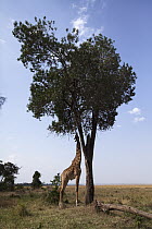 Masai Giraffe (Giraffa tippelskirchi) browsing, Masai Mara, Kenya