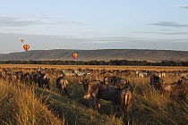 Blue Wildebeest (Connochaetes taurinus) and Burchell's Zebra (Equus burchellii) herd watched by tourists in hot air balloons, Mara River, Masai Mara, Kenya