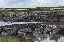 Blue Wildebeest (Connochaetes taurinus) and Burchell's Zebra (Equus burchellii) herd crossing river, Mara River, Masai Mara, Kenya