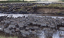 Blue Wildebeest (Connochaetes taurinus) and Burchell's Zebra (Equus burchellii) herd crossing river, Mara River, Masai Mara, Kenya
