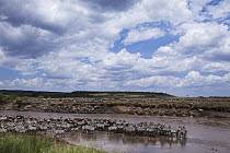 Burchell's Zebra (Equus burchellii) and Blue Wildebeest (Connochaetes taurinus) herd waiting to cross river, Mara River, Masai Mara, Kenya