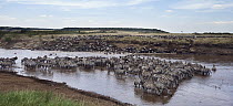 Blue Wildebeest (Connochaetes taurinus) and Burchell's Zebra (Equus burchellii) herd drinking in and crossing river, Mara River, Masai Mara, Kenya