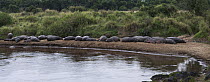 Hippopotamus (Hippopotamus amphibius) group sleeping on riverbank, Masai Mara, Kenya