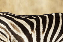 Burchell's Zebra (Equus burchellii) stripes, Rietvlei Nature Reserve, Gauteng, South Africa