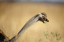 Ostrich (Struthio camelus) female browsing, Rietvlei Nature Reserve, Gauteng, South Africa