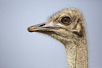 Ostrich (Struthio camelus) female, Rietvlei Nature Reserve, Gauteng, South Africa