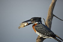 Giant Kingfisher (Megaceryle maxima) with fish prey, Kruger National Park, South Africa