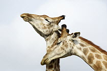 South African Giraffe (Giraffa giraffa giraffa) pair courting, KwaZulu-Natal, South Africa