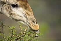 South African Giraffe (Giraffa giraffa giraffa) browsing, KwaZulu-Natal, South Africa