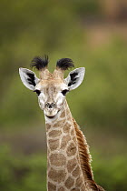 South African Giraffe (Giraffa giraffa giraffa) calf, KwaZulu-Natal, South Africa