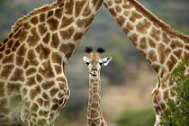South African Giraffe (Giraffa giraffa giraffa) parents and calf, KwaZulu-Natal, South Africa
