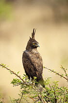 Long-crested Eagle (Lophaetus occipitalis), KwaZulu-Natal, South Africa