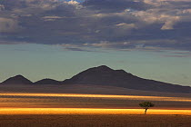 Tree on plain at sunrise, NamibRand Nature Reserve, Namibia