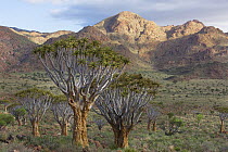 Quiver Tree (Aloe dichotoma) group and mountains, NamibRand Nature Reserve, Namibia