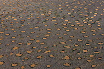 Plain covered with fairy circles, NamibRand Nature Reserve, Namibia